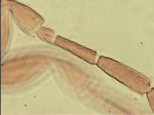 parallelipennis Htype 8.jpg