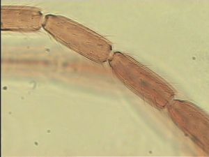 parallelipennis Htype 9.jpg