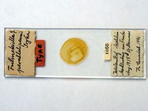 parallelipennis Htype s.JPG