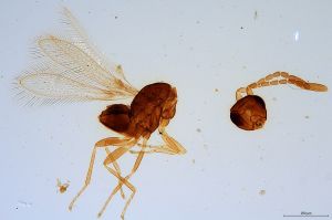 quadraticornis  Soyka Htype 0.jpg