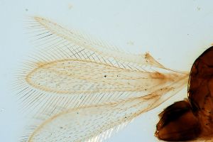 quadraticornis Htype 0-1.jpg