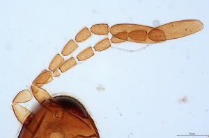 quadraticornis Htype 0-2.jpg