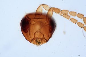 quadraticornis Htype 0-3.jpg