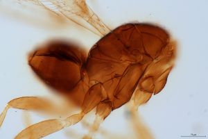 quadraticornis Htype 0-4.jpg