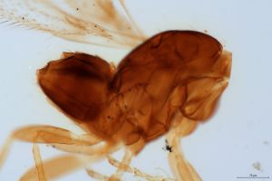 quadraticornis Htype 0-5.jpg