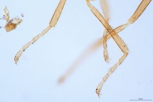 quadraticornis Htype 0-6.jpg