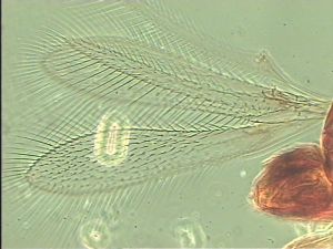 quadraticornis Htype 1.jpg