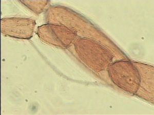 quadraticornis Htype 10.jpg