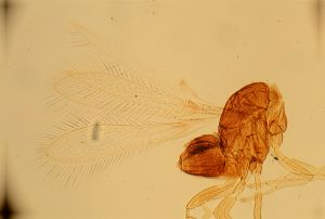 quadraticornis Htype 12.jpg