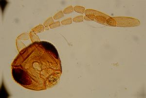 quadraticornis Htype 13.jpg