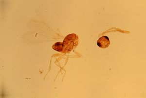 quadraticornis Htype 14.jpg