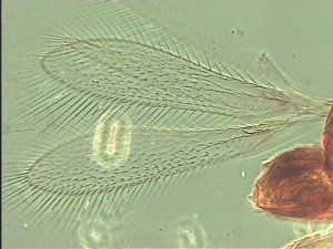 quadraticornis Htype 2.jpg