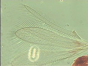 quadraticornis Htype 4.jpg