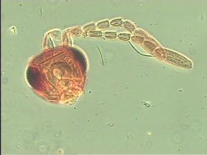 quadraticornis Htype 5.jpg