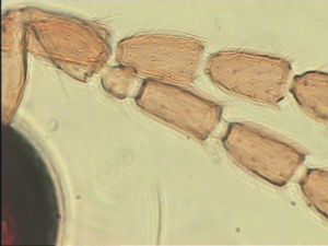 quadraticornis Htype 7.jpg