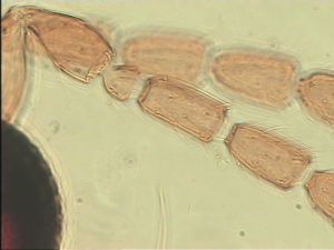 quadraticornis Htype 8.jpg