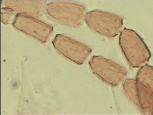 quadraticornis Htype 9.jpg