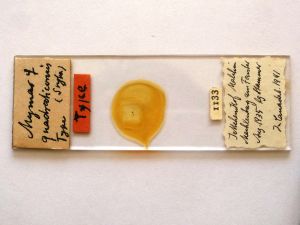 quadraticornis Htype s.JPG