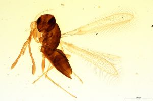 rectipennis  Soyka Htype 0.jpg