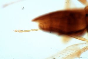 rectipennis Htype 0-4.png