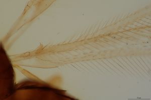 rectipennis Htype 0-5.png