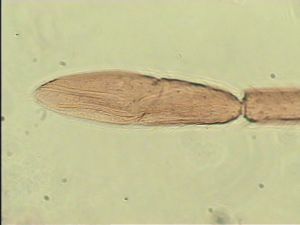 rectipennis Htype 10.jpg