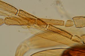 rectipennis Htype 12.jpg