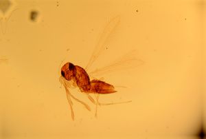 rectipennis Htype 13.jpg