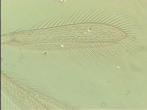 rectipennis Htype 2.jpg