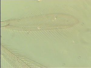 rectipennis Htype 3.jpg