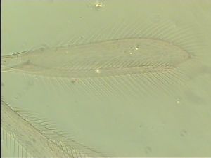 rectipennis Htype 4.jpg