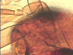 rectipennis Htype 6.jpg