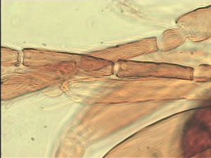 rectipennis Htype 7.jpg