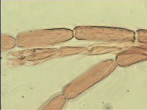 rectipennis Htype 8.jpg