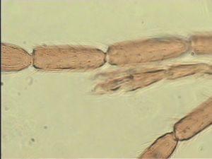 rectipennis Htype 9.jpg