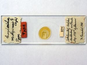 rectipennis Htype s.JPG