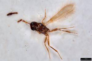 Th3353-0-1 Pltype.jpg