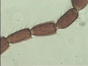 crassicornis Soyka Htype 2.jpg