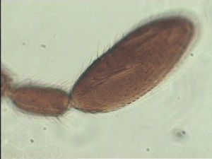 crassicornis Soyka Htype 3.jpg