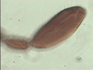 crassicornis Soyka Htype 4.jpg