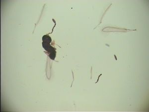 crassicornis Soyka Htype 6.jpg