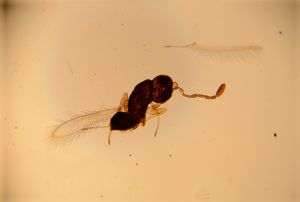 crassicornis Soyka Htype 8.jpg