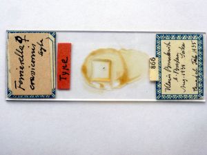 crassicornis Soyka Htype s.JPG