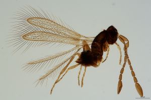 crassipilis  Soyka Htype 0.jpg