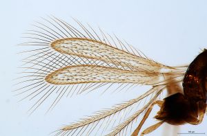 crassipilis Htype 0-1-1.jpg