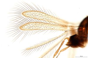 crassipilis Htype 0-1.jpg