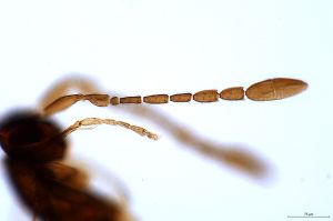 crassipilis Htype 0-2-1.jpg