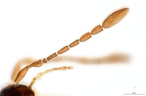 crassipilis Htype 0-2.jpg