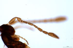 crassipilis Htype 0-3-1.jpg