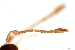 crassipilis Htype 0-3.jpg